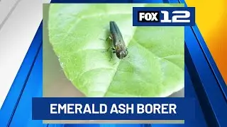 Oregon Department of Forestry warns invasive beetle may emerge in July
