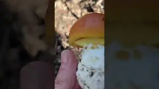 Porcini di fine novembre