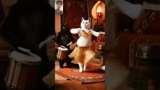 💥International cat dance Nach Meri bulbul music💤bollywood 💯#catvideos#cat  #catdance #shortsfeed