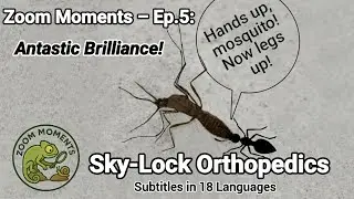 Zoom Moments &ndash; Ep.5: Antastic Brilliance | Точная фиксация лап, которая нас поразила #МикроПрирода