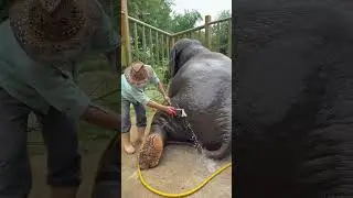 this mother elephant is pregnant #shorts