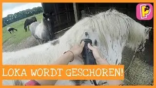 Hoe scheer je een paard: Loka wordt geschoren
