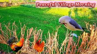 Village Morning Life | Fields, Water, Trees & Birds Sounds /KRuralLife
