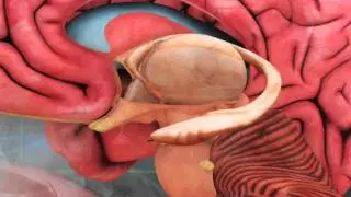 Binge-drinking linked to long-term memory damage