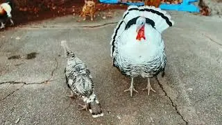 Royal palm turkey male showing off for a hen