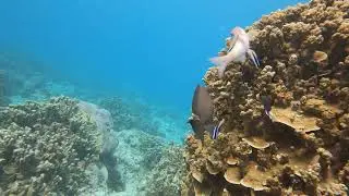 Multiple species getting cleaned by bluestreak cleaner wrasse Labroides dimidiatus. Gun Beach, Guam