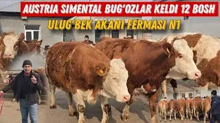 😳 Ulug'bek Akani FERMASI 12 Bosh Birinchi Qorin Austria Simental Bugʻozlar 