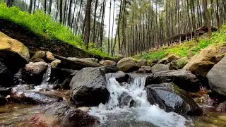 Peaceful River Flowing Through Pine Trees | ASMR Nature Sounds for Insomnia & Anxiety Relief