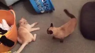 TAFFY VS ROO