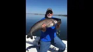 Does Dove Meat Make Great Catfish Bait? (part1) #bait #catfishing #bass #dove