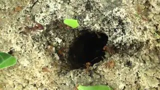Leafcutter Ants @ Zoo Sch&ouml;nbrunn