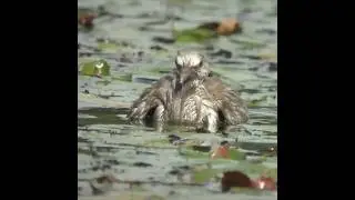 小鷿鷉攻擊斑鳩幼鳥Rescuing a baby dove
