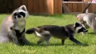AI Raccoons Playing - AI video - Deep Fake - Luma - Dream Machine