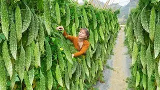 Harvesting A Lot Of Bitter Melon - Use Strong Horses To Carry Bitter Melon Go To Market Sell