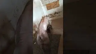 entrenamiento #pigfeed #animals #pig #porcicultura #piggy #porcino #farming #funny #lifeisbutadream