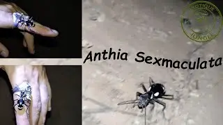 La plus grosse fourmis du monde (Antia Sexmaculata)