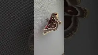 Crazy Beautiful Moth In Our RV!