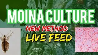 Moina Culture New Method #moina #culture #malayalam #fish #breeding