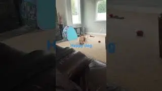 Our happy dog