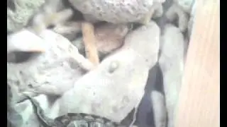 Turtle Dance - Most happy turtle in the world