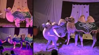bande annonce du cirque
