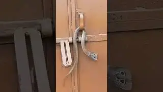 Cobra snake at the door of the house! What to do in such a situation? #animallife #snake #cobra