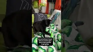 17-летний Граучо по-прежнему любит играть.
