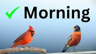 When is the Best Time to go Birding?