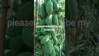 পেঁপে ও আনারস এর সমন্বিত চাষ পার্ট ১(Integrated cultivation of papaya and pineapple part 1)#foryou
