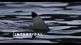 Intertidal: Blacktip Reef Sharks