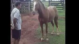 cavalo ensinado