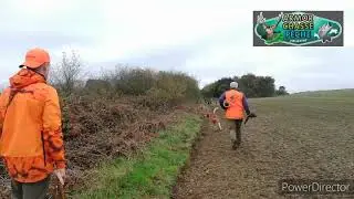 Bretagne chasse : Battue aux sangliers dans la traque / grosse chasse sur une compagnie