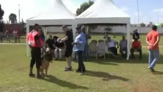 L'exposition de berger allemand 2016 bravo simohamed chakir comit&eacute; ccba Maroc