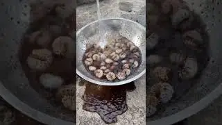 Collecting FRESH Coconut Worms | Finding & Harvesting Wild Food