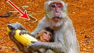 Monkey Vigo trying hard to grab food from mother Vegas to eat in forest | WS