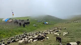 Amazing Lifestyle Of Nepali People In Mountain || Sheep Farming In Hilly Areas|| Nepali Life 