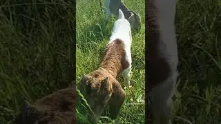 baby goat eating grass