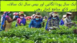 Tea Plant Cultivation in Pakistan | Tapal Danedaar Tea