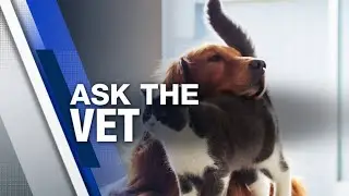Protecting your pets from the summer heat