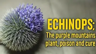 Purple Flower of the Mountains &ndash;Both Poison and Remedy! (Echinops)💫Watch in high quality💫