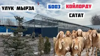 Улук МЫРЗА САРАЙДЫ келтирип салыптыр👍🏻БООЗ КОЙЛОРДОН САТАТ🖐🏻АРАШАН КОЙЛОР сатылат