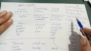 Cellular respiration , glycolysis, pyruvate oxidation, karb cycle, electron transport and chemiosmos