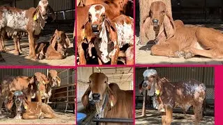 Shree Muralidhar gir gaushala roghada (Ashok bhai ahir)(part-1) #gaushala  #goumata #bull #animal