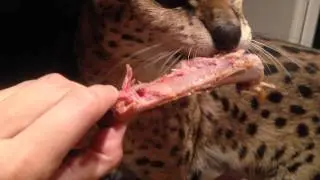 Feeding my Serval