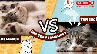 How to understand your Cat better #CatBodyLanguage #UnderstandingCats