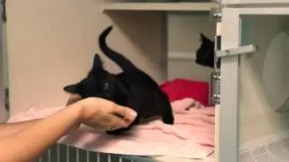East Bay SPCA: Kitten Item Donation Drive