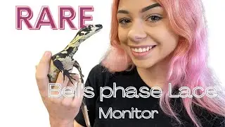 Rare Bell's phase Lace Monitor