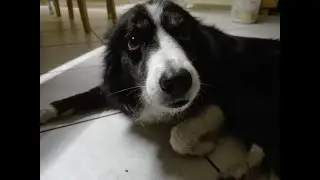 Cookie  one in a Lifetime Dog
