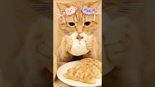 Cat eating #Mukbang #ASMR
