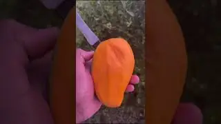 Jamaican Mango 🥭 #jamaica #jamaicalifenice
